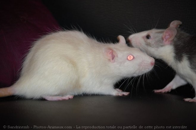 Photo de Rat