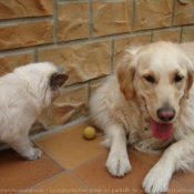 Photo de Races diffrentes