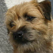 Photo de Border terrier