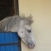 Photo d'Appaloosa