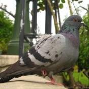 Photo de Pigeon