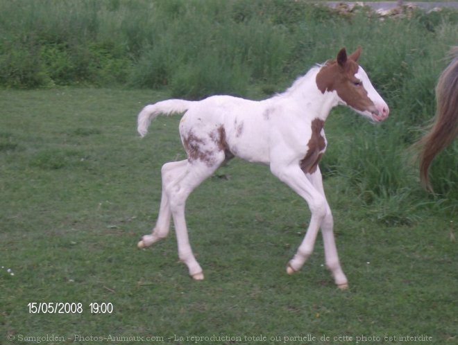 Photo de Paint horse