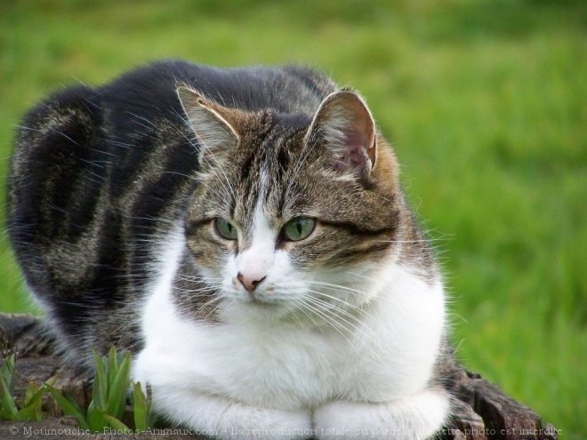 Photo de Chat domestique