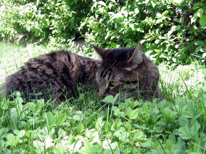 Photo de Chat domestique