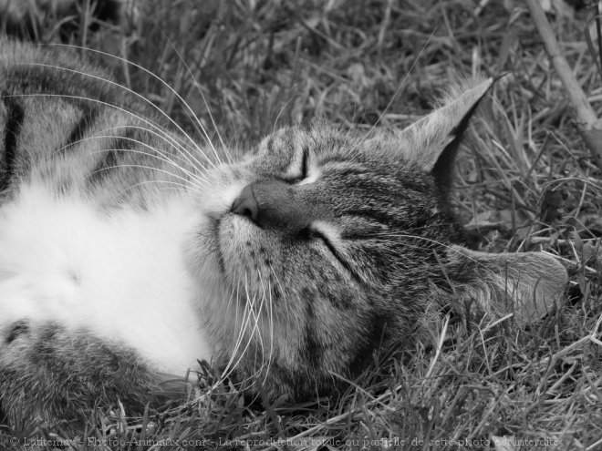 Photo de Chat domestique