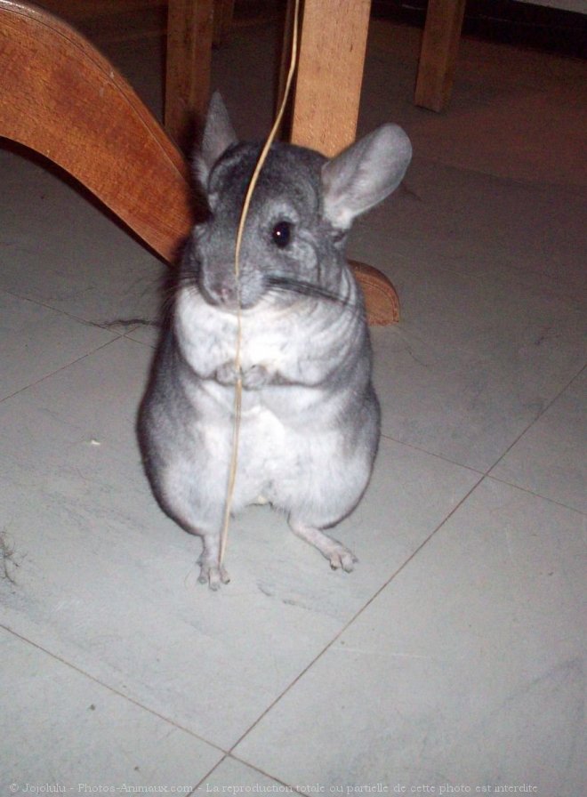 Photo de Chinchilla