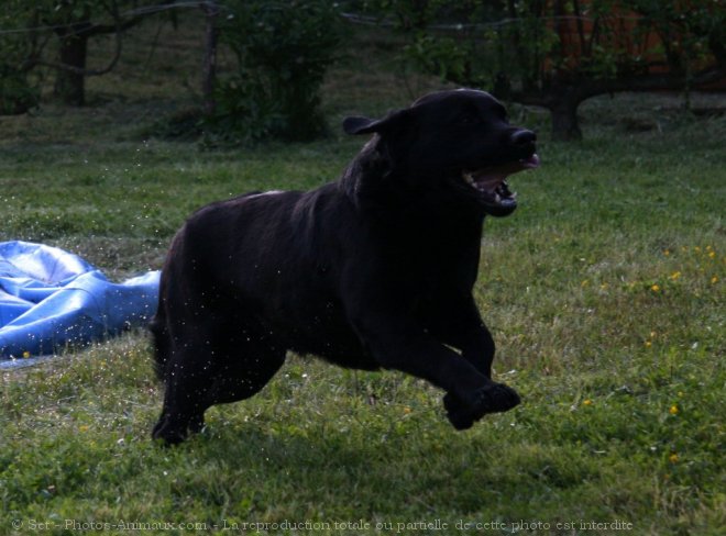 Photo de Labrador retriever