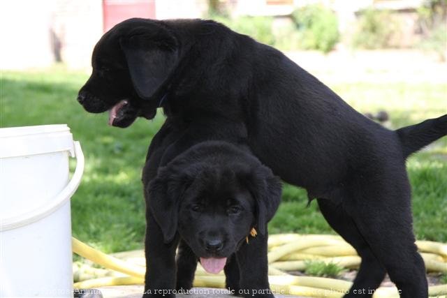 Photo de Labrador retriever