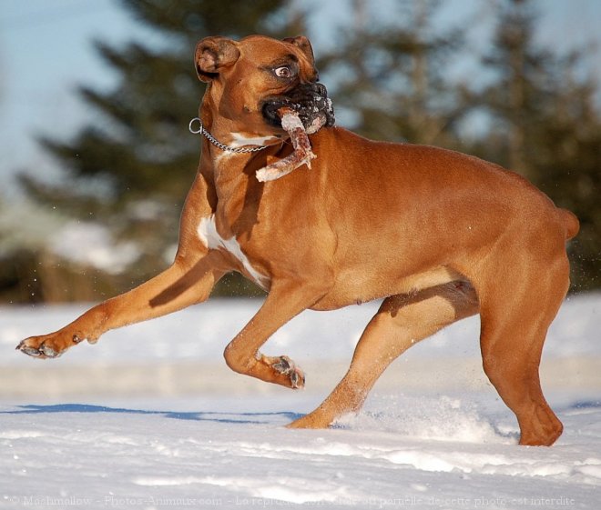 Photo de Boxer