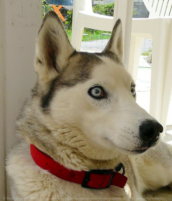 Photo de Husky siberien