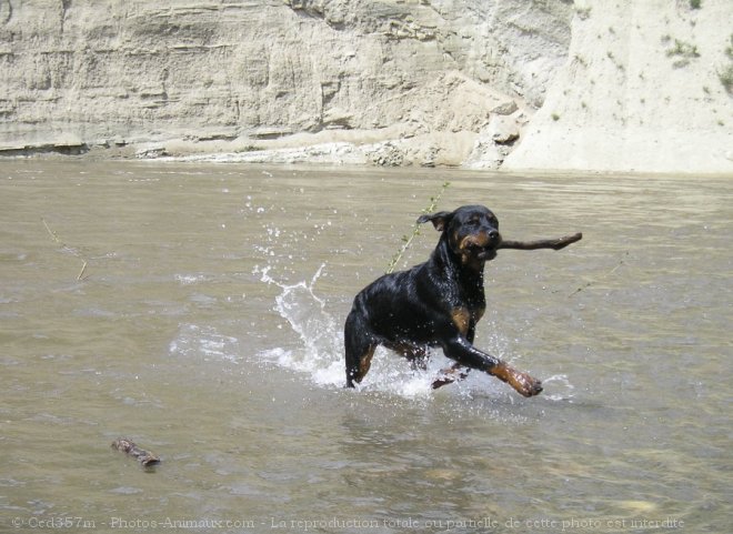 Photo de Rottweiler