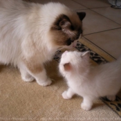 Photo de Ragdoll