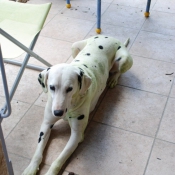 Photo de Dalmatien