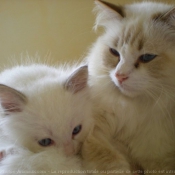 Photo de Ragdoll