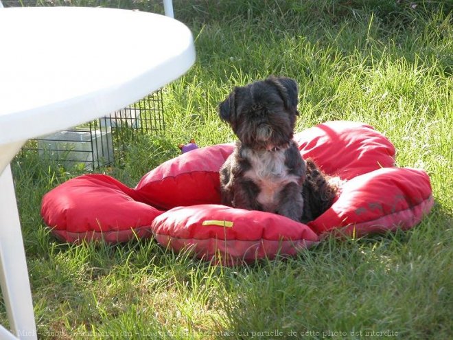 Photo de Shih tzu