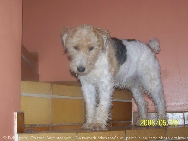 Photo de Fox terrier  poil dur