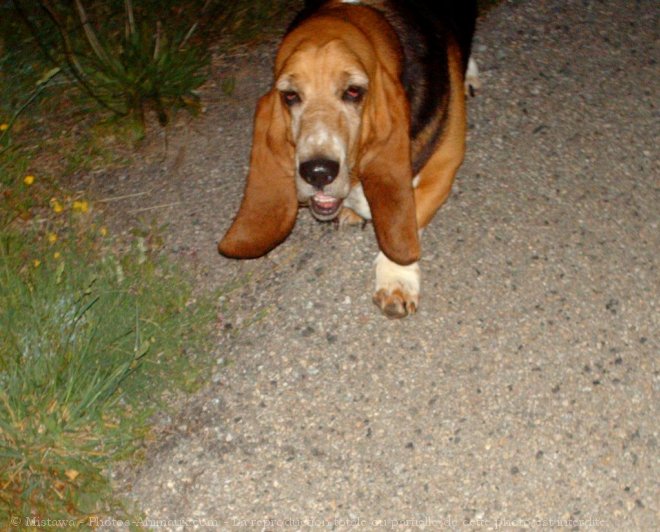 Photo de Basset hound