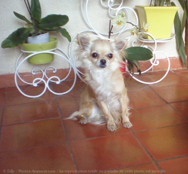 Photo de Chihuahua  poil long