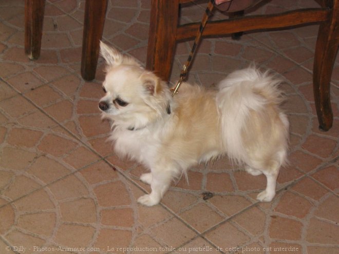 Photo de Chihuahua  poil long