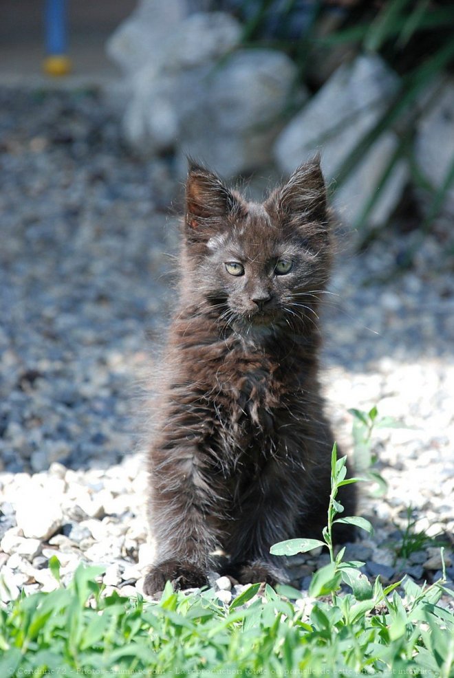 Photo de Maine coon