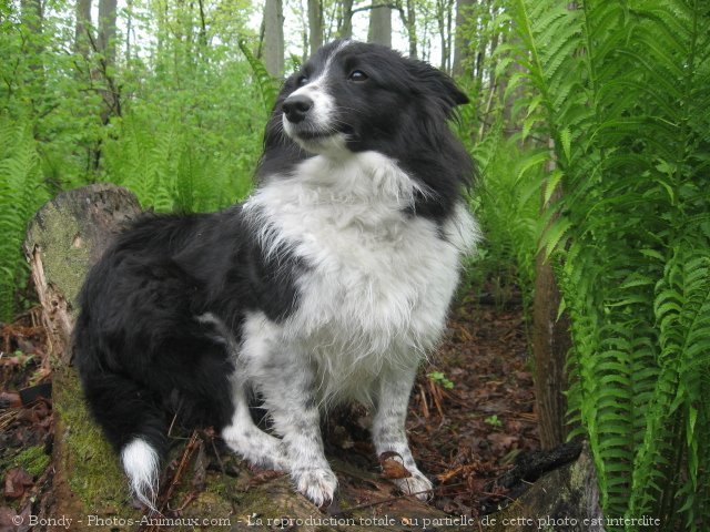 Photo de Border collie