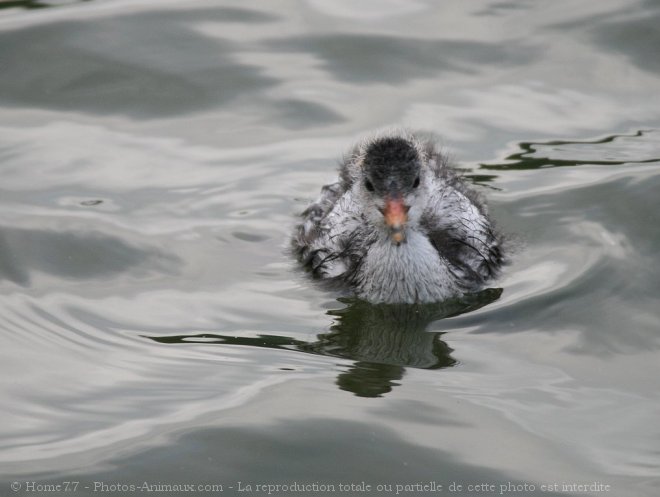 Photo de Foulque macroule