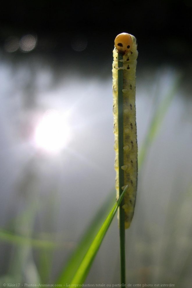 Photo de Chenille