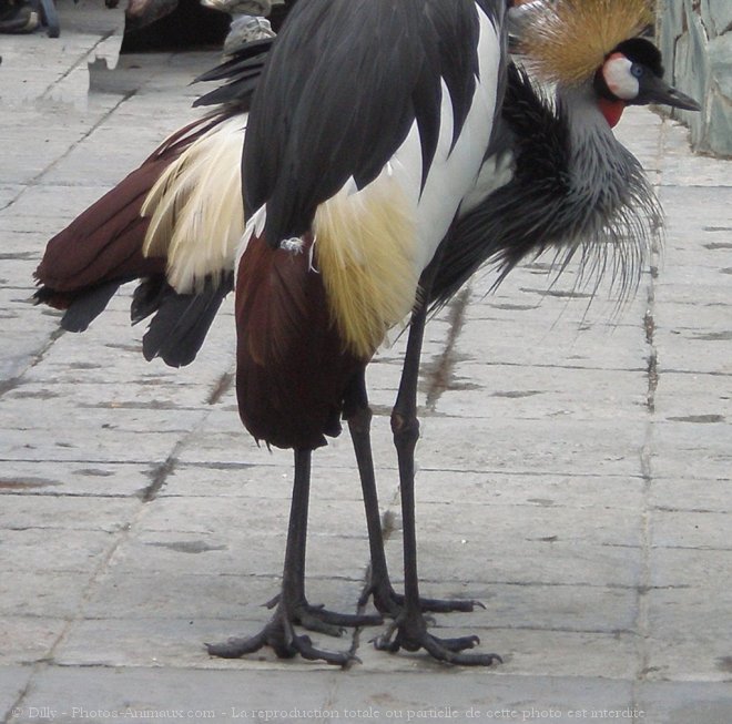 Photo de Grue couronne