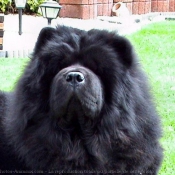 Photo de Chow chow