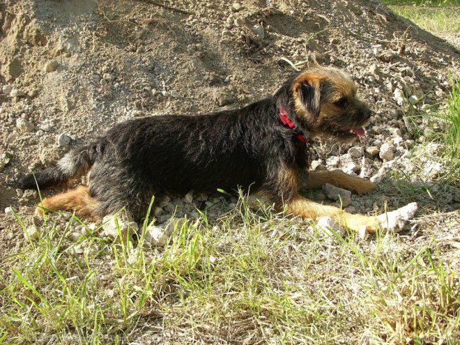 Photo de Border terrier