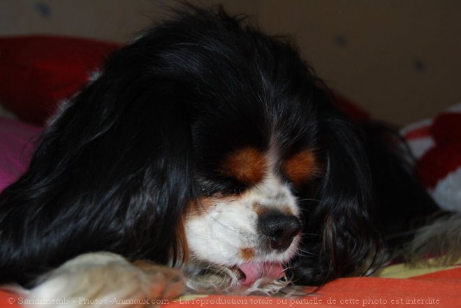 Photo de Cavalier king charles spaniel