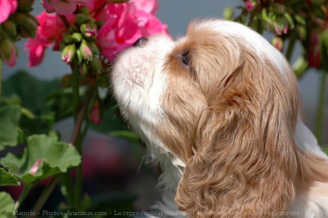 Photo de Cavalier king charles spaniel