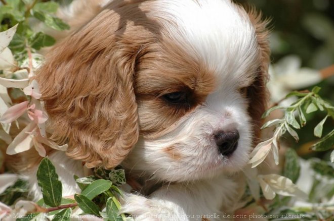 Photo de Cavalier king charles spaniel