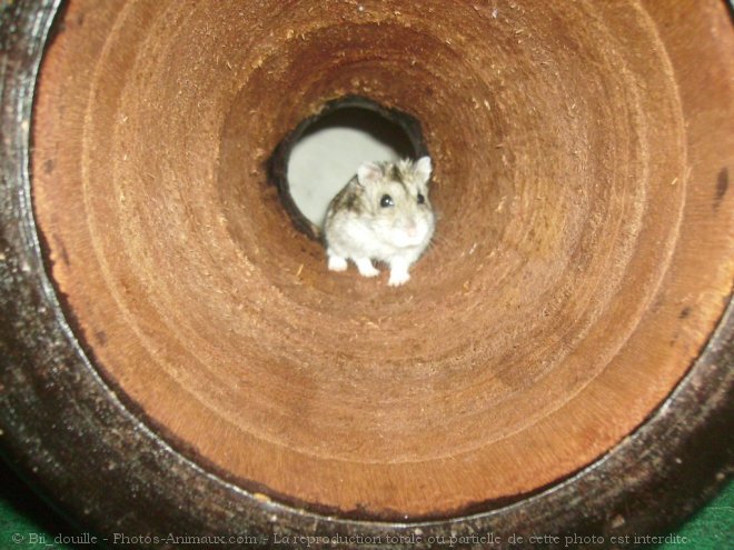 Photo de Hamster