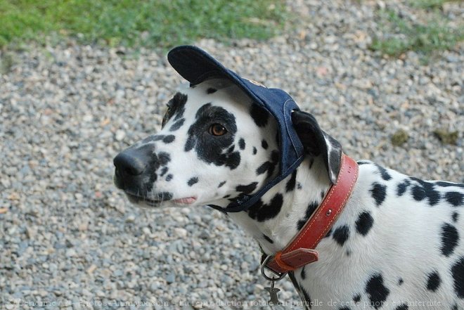 Photo de Dalmatien