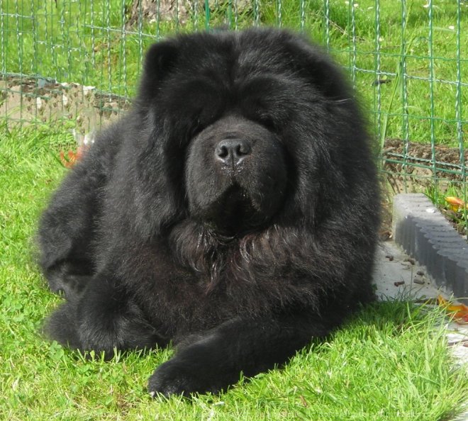 Photo de Chow chow