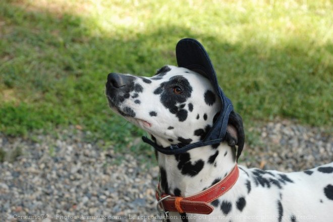 Photo de Dalmatien