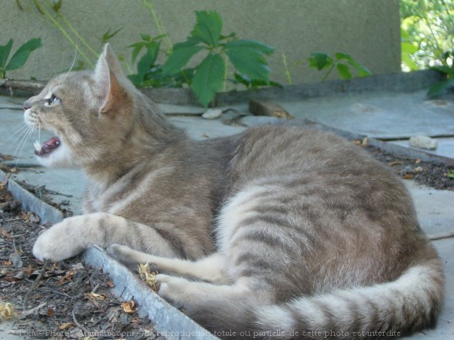 Photo de Chat domestique