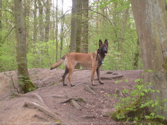 Photo de Berger belge malinois