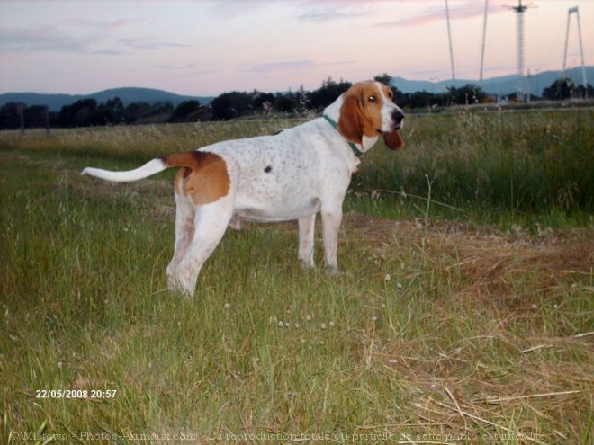 Photo d'Anglo-franais de petite vnerie