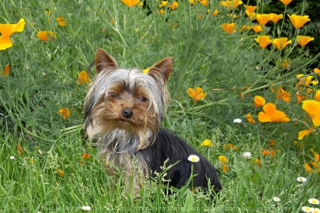 Photo de Yorkshire terrier