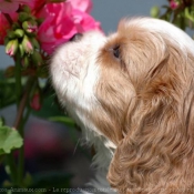 Photo de Cavalier king charles spaniel