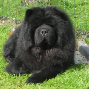 Photo de Chow chow