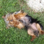 Photo de Yorkshire terrier