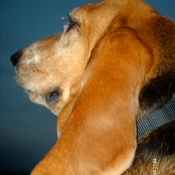 Photo de Basset hound