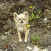 Photo de Chihuahua  poil long