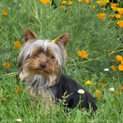 Photo de Yorkshire terrier