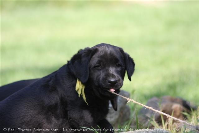 Photo de Labrador retriever