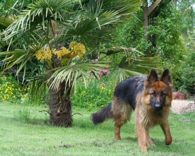 Photo de Berger allemand  poil court