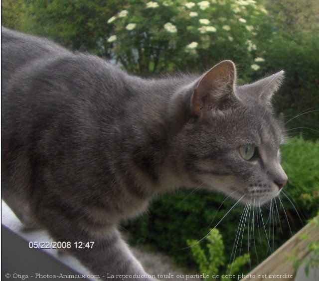 Photo de Chat domestique